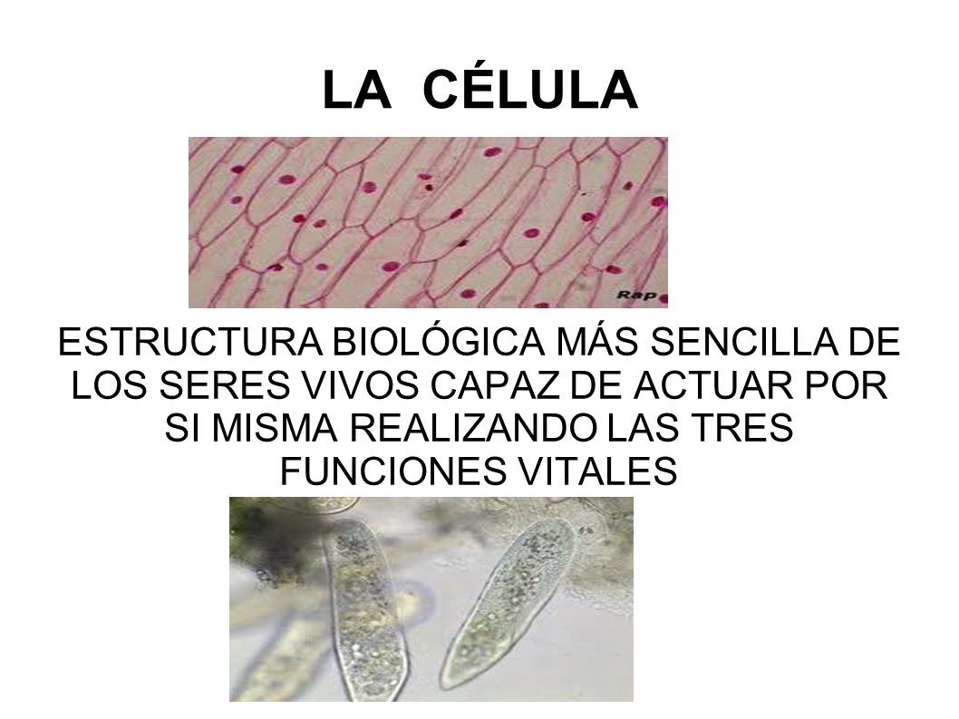 LA CÉLULA ESTRUCTURA BIOLÓGICA MÁS SENCILLA DE LOS SERES VIVOS CAPAZ DE ACTUAR POR SI MISMA REALIZANDO LAS TRES FUNCIONES VITALES.