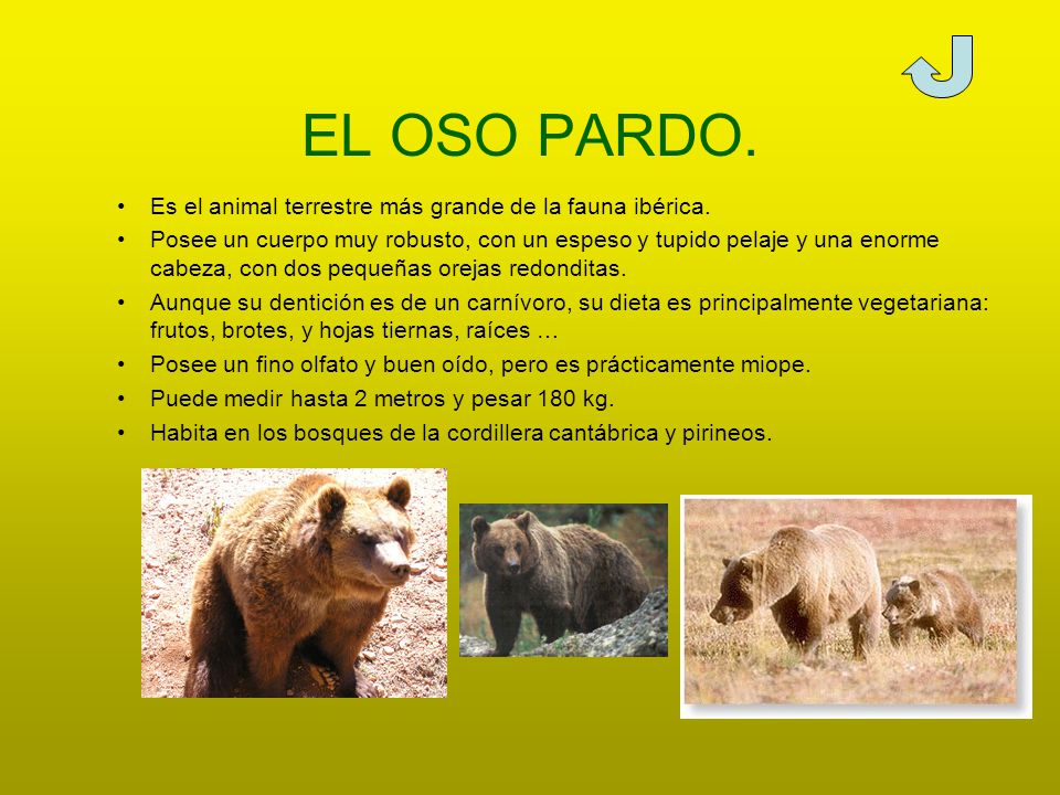EL OSO PARDO. Es el animal terrestre más grande de la fauna ibérica.