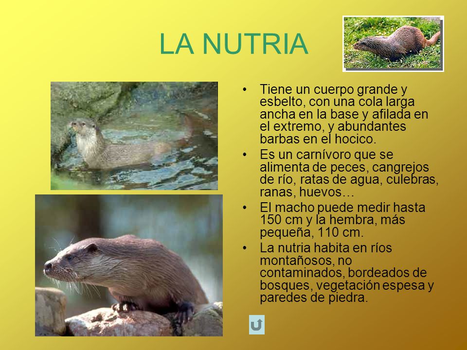 LA NUTRIA Tiene un cuerpo grande y esbelto, con una cola larga ancha en la base y afilada en el extremo, y abundantes barbas en el hocico.