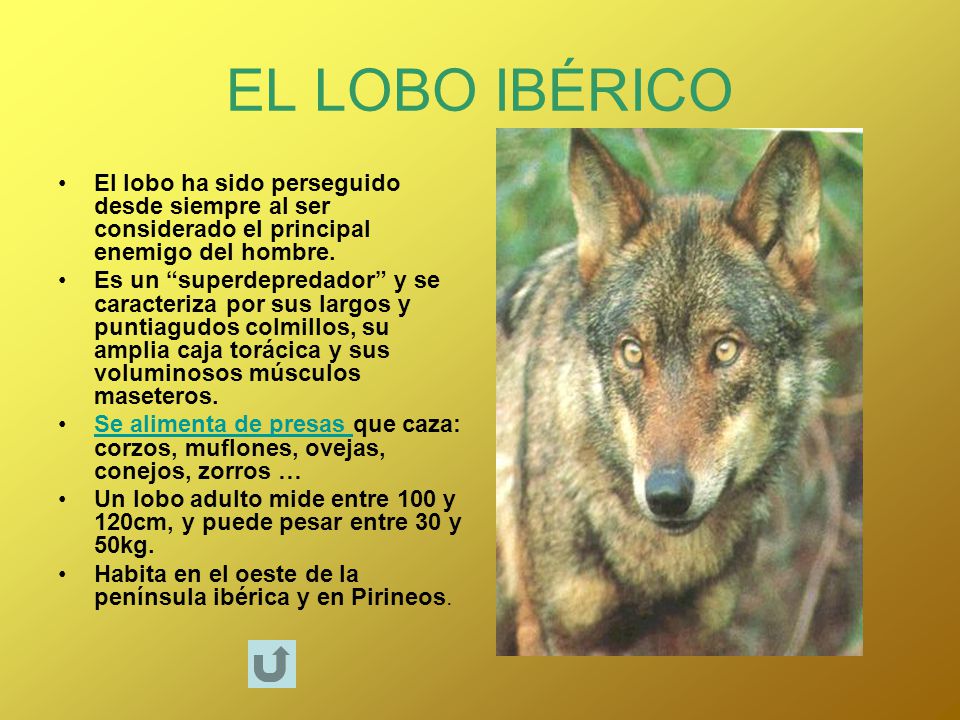EL LOBO IBÉRICO El lobo ha sido perseguido desde siempre al ser considerado el principal enemigo del hombre.