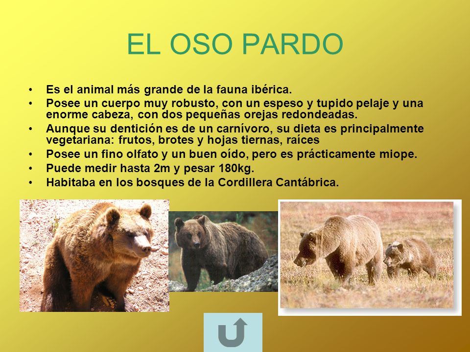 EL OSO PARDO Es el animal más grande de la fauna ibérica.