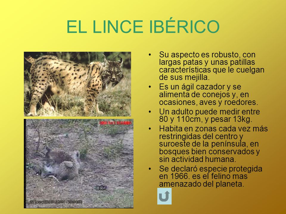 EL LINCE IBÉRICO Su aspecto es robusto, con largas patas y unas patillas características que le cuelgan de sus mejilla.