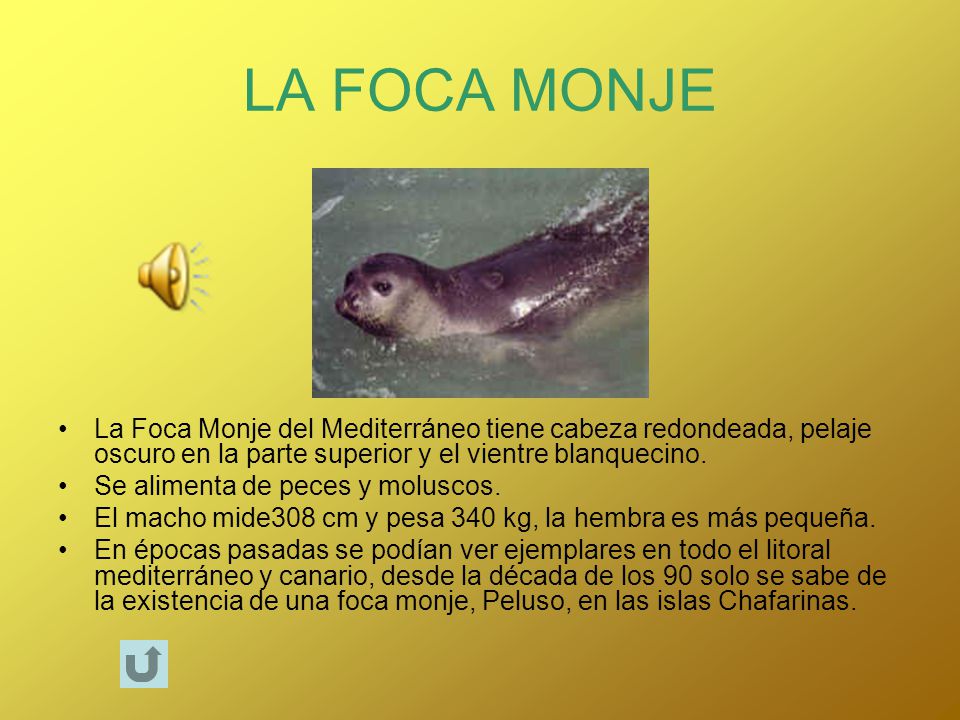 LA FOCA MONJE La Foca Monje del Mediterráneo tiene cabeza redondeada, pelaje oscuro en la parte superior y el vientre blanquecino.
