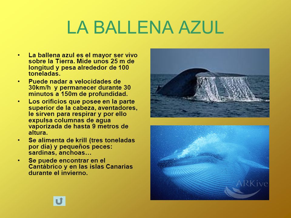 LA BALLENA AZUL La ballena azul es el mayor ser vivo sobre la Tierra. Mide unos 25 m de longitud y pesa alrededor de 100 toneladas.