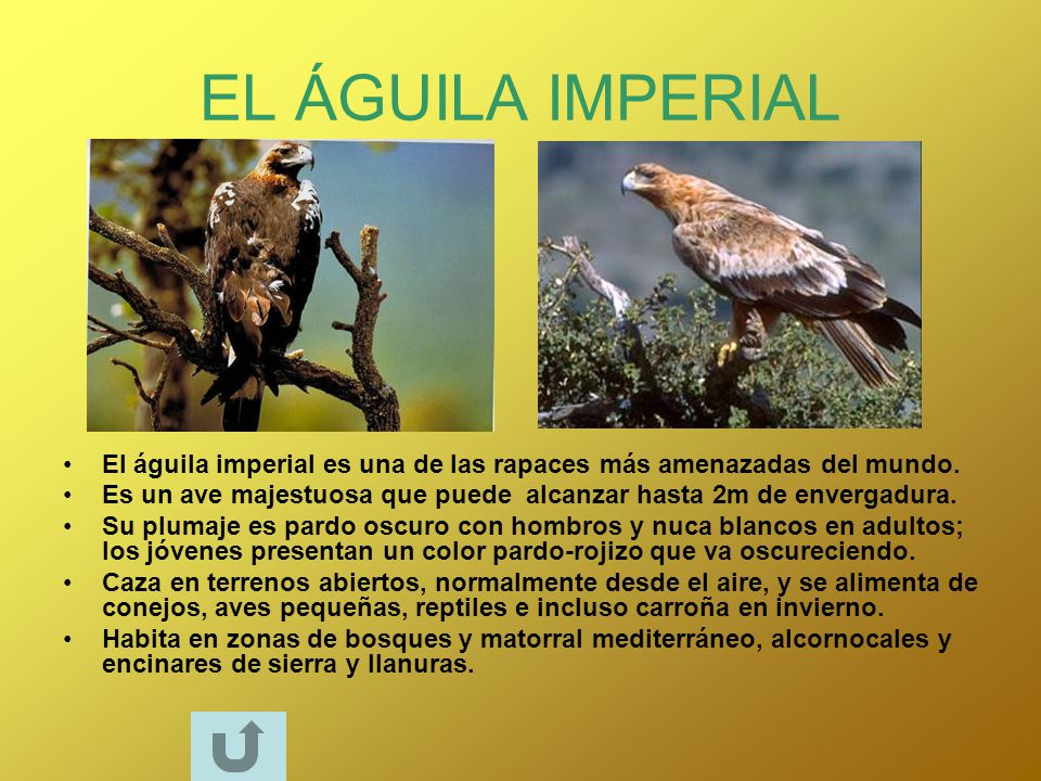 EL ÁGUILA IMPERIAL El águila imperial es una de las rapaces más amenazadas del mundo.