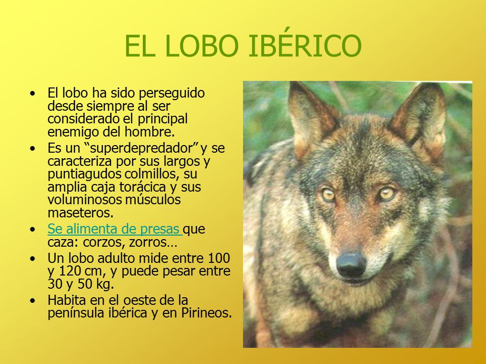 EL LOBO IBÉRICO El lobo ha sido perseguido desde siempre al ser considerado el principal enemigo del hombre.