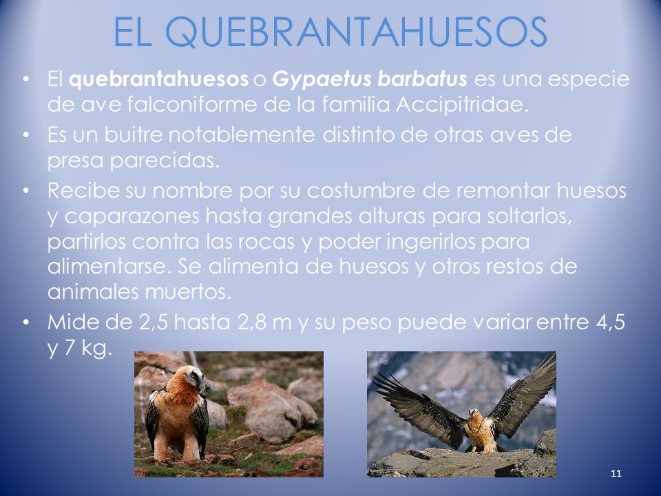 EL QUEBRANTAHUESOS El quebrantahuesos o Gypaetus barbatus es una especie de ave falconiforme de la familia Accipitridae.