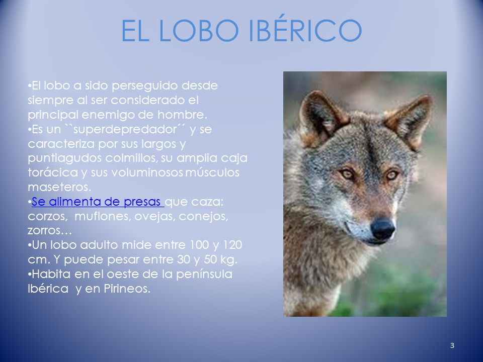 EL LOBO IBÉRICO El lobo a sido perseguido desde siempre al ser considerado el principal enemigo de hombre.