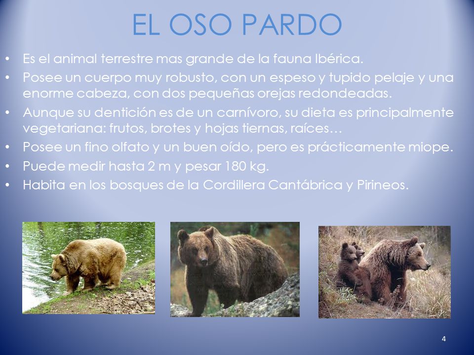 EL OSO PARDO Es el animal terrestre mas grande de la fauna Ibérica.