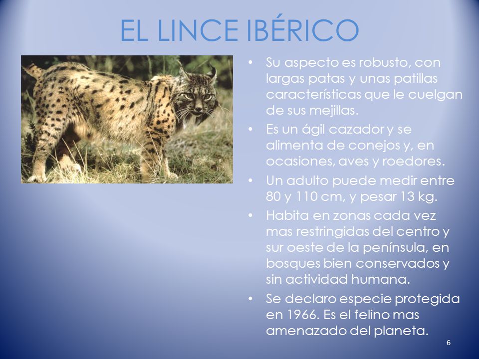 EL LINCE IBÉRICO Su aspecto es robusto, con largas patas y unas patillas características que le cuelgan de sus mejillas.