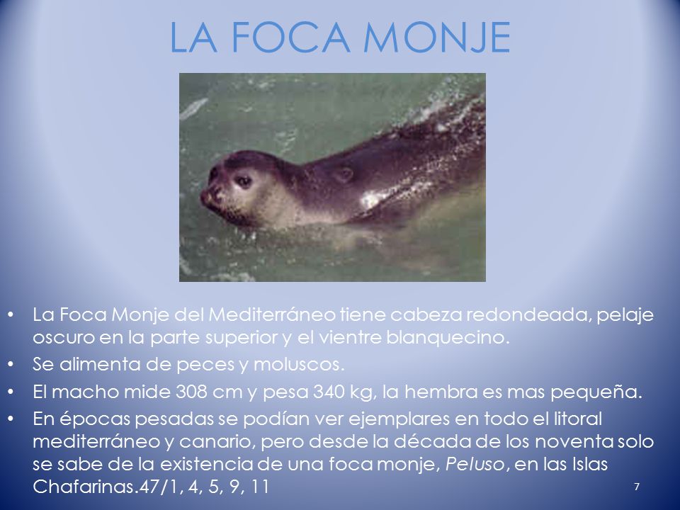 LA FOCA MONJE La Foca Monje del Mediterráneo tiene cabeza redondeada, pelaje oscuro en la parte superior y el vientre blanquecino.