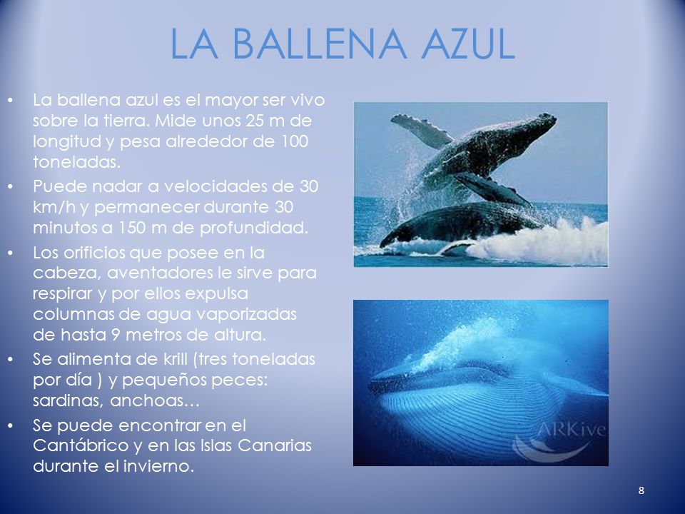 LA BALLENA AZUL La ballena azul es el mayor ser vivo sobre la tierra. Mide unos 25 m de longitud y pesa alrededor de 100 toneladas.