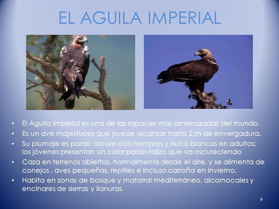 EL AGUILA IMPERIAL El Águila imperial es una de las rapaces mas amenazadas del mundo.