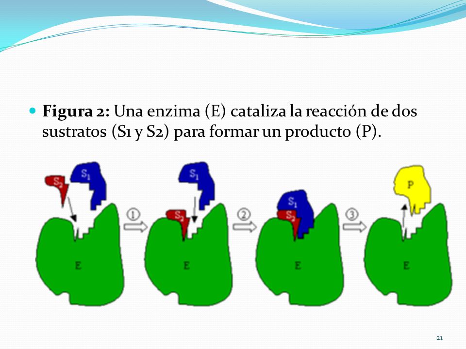 Figura 2: Una enzima (E) cataliza la reacción de dos sustratos (S1 y S2) para formar un producto (P).