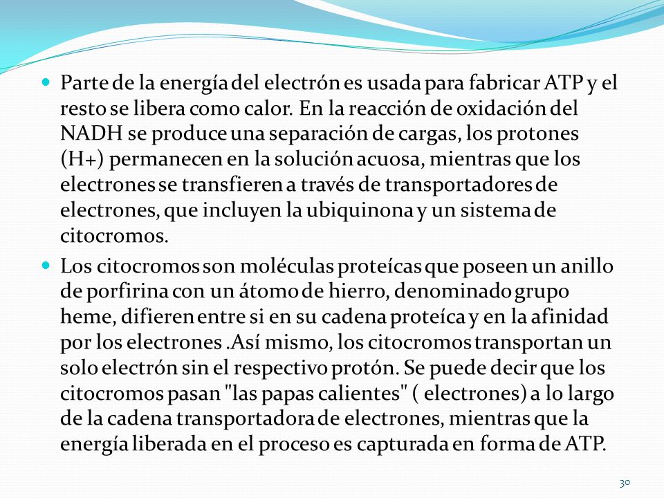 Parte de la energía del electrón es usada para fabricar ATP y el resto se libera como calor. En la reacción de oxidación del NADH se produce una separación de cargas, los protones (H+) permanecen en la solución acuosa, mientras que los electrones se transfieren a través de transportadores de electrones, que incluyen la ubiquinona y un sistema de citocromos.