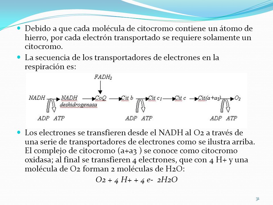 Debido a que cada molécula de citocromo contiene un átomo de hierro, por cada electrón transportado se requiere solamente un citocromo.