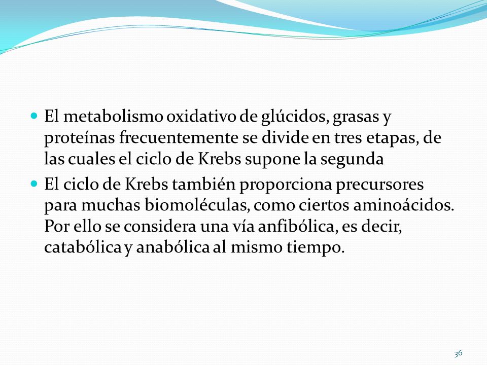 El metabolismo oxidativo de glúcidos, grasas y proteínas frecuentemente se divide en tres etapas, de las cuales el ciclo de Krebs supone la segunda