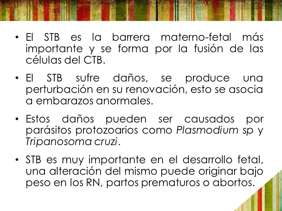 El STB es la barrera materno-fetal más importante y se forma por la fusión de las células del CTB.