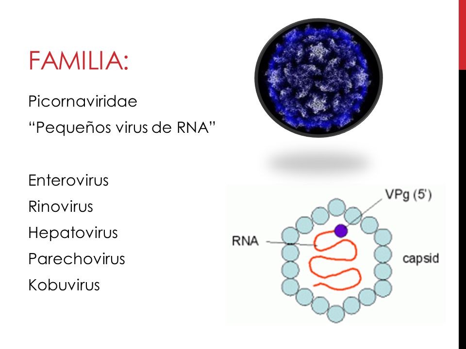 Familia: Picornaviridae Pequeños virus de RNA Enterovirus Rinovirus Hepatovirus Parechovirus Kobuvirus