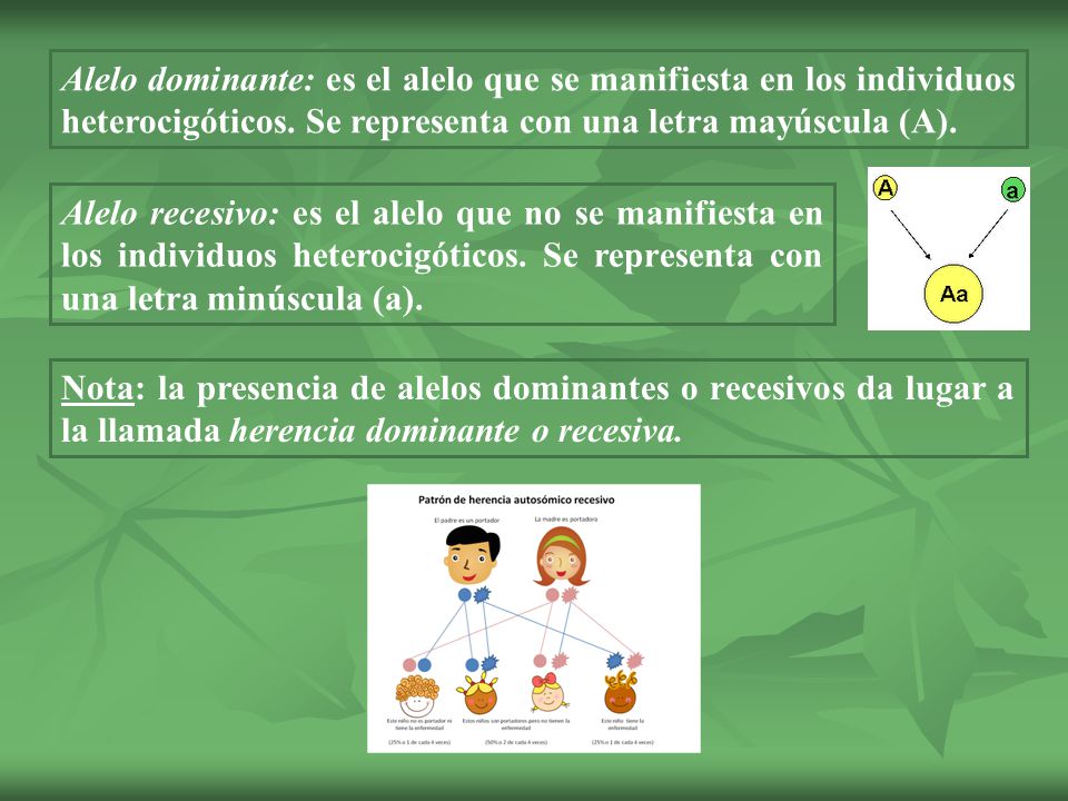 Alelo dominante: es el alelo que se manifiesta en los individuos heterocigóticos. Se representa con una letra mayúscula (A).