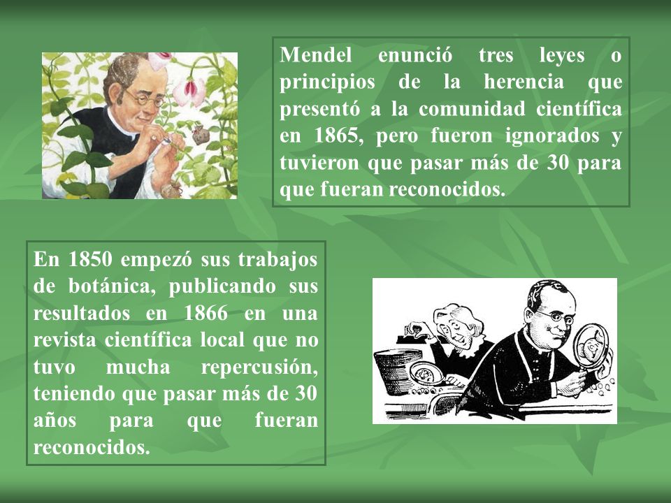 Mendel enunció tres leyes o principios de la herencia que presentó a la comunidad científica en 1865, pero fueron ignorados y tuvieron que pasar más de 30 para que fueran reconocidos.