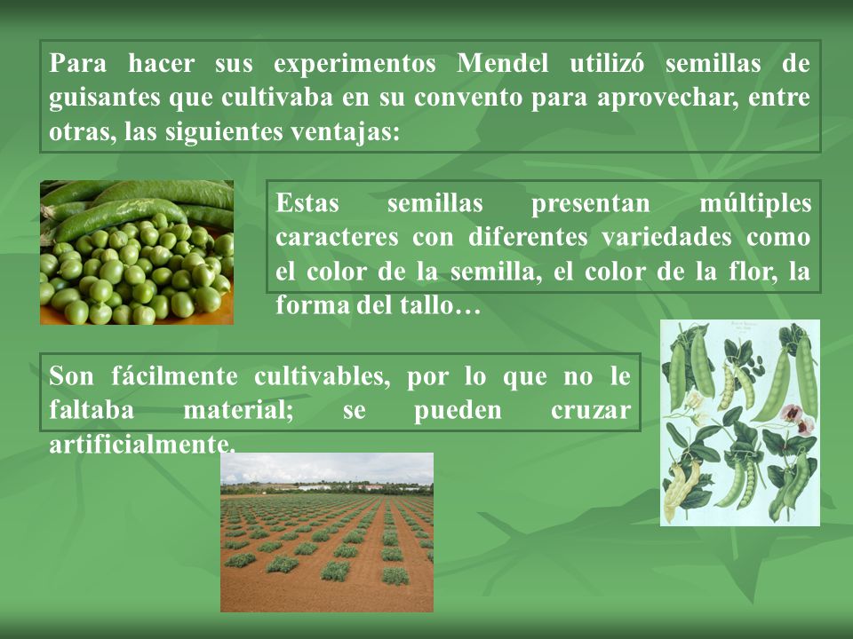 Para hacer sus experimentos Mendel utilizó semillas de guisantes que cultivaba en su convento para aprovechar, entre otras, las siguientes ventajas: