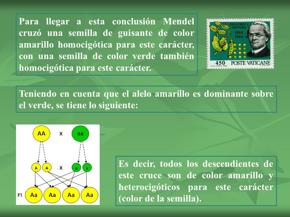 Para llegar a esta conclusión Mendel cruzó una semilla de guisante de color amarillo homocigótica para este carácter, con una semilla de color verde también homocigótica para este carácter.