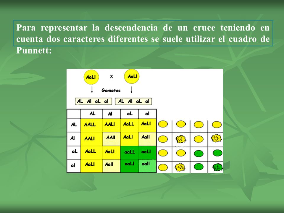 Para representar la descendencia de un cruce teniendo en cuenta dos caracteres diferentes se suele utilizar el cuadro de Punnett: