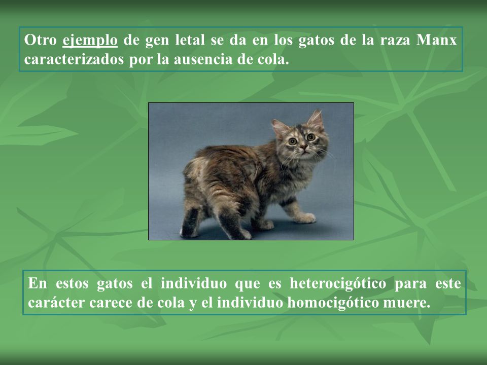 Otro ejemplo de gen letal se da en los gatos de la raza Manx caracterizados por la ausencia de cola.