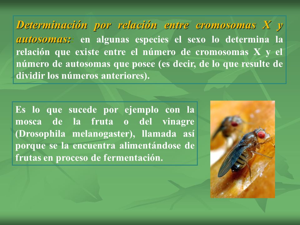 Determinación por relación entre cromosomas X y autosomas:: en algunas especies el sexo lo determina la relación que existe entre el número de cromosomas X y el número de autosomas que posee (es decir, de lo que resulte de dividir los números anteriores).