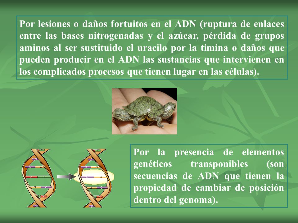 Por lesiones o daños fortuitos en el ADN (ruptura de enlaces entre las bases nitrogenadas y el azúcar, pérdida de grupos aminos al ser sustituido el uracilo por la timina o daños que pueden producir en el ADN las sustancias que intervienen en los complicados procesos que tienen lugar en las células).