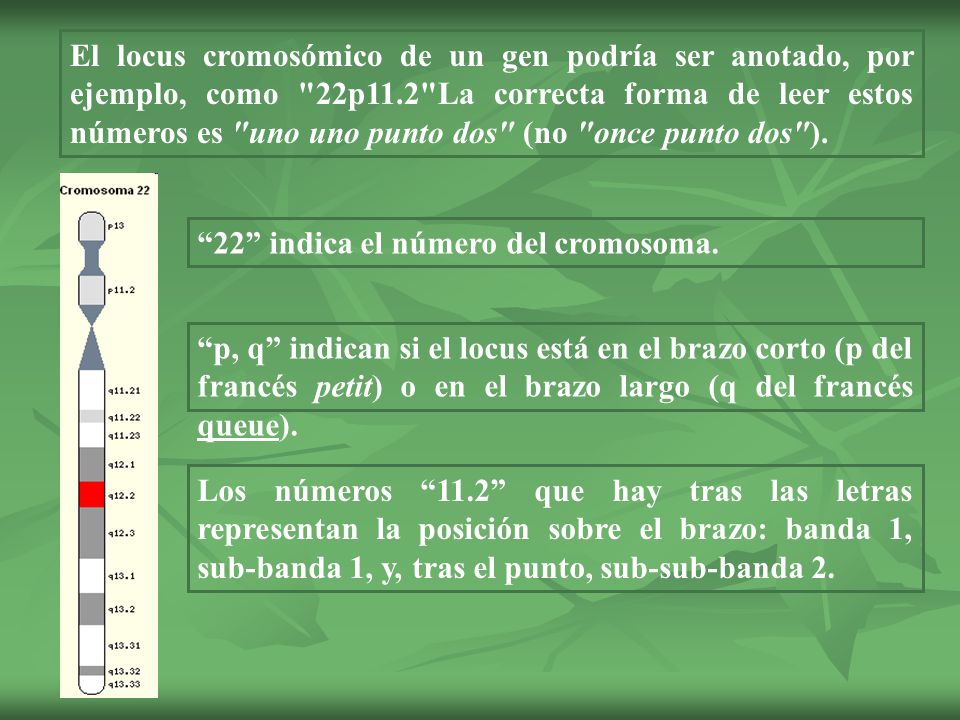 El locus cromosómico de un gen podría ser anotado, por ejemplo, como 22p11.2 La correcta forma de leer estos números es uno uno punto dos (no once punto dos ).