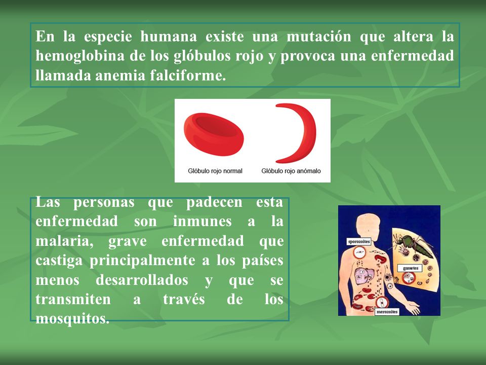 En la especie humana existe una mutación que altera la hemoglobina de los glóbulos rojo y provoca una enfermedad llamada anemia falciforme.