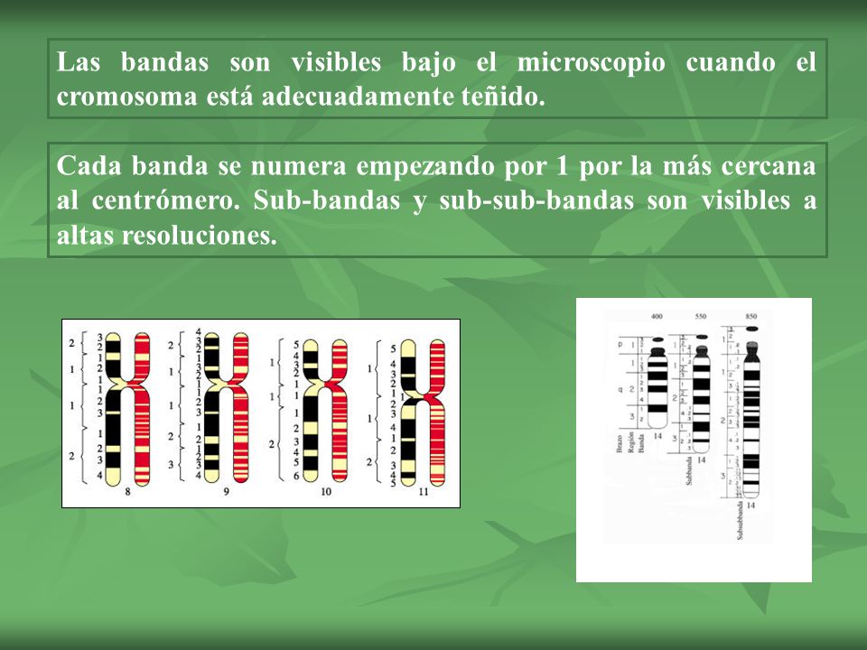 Las bandas son visibles bajo el microscopio cuando el cromosoma está adecuadamente teñido.