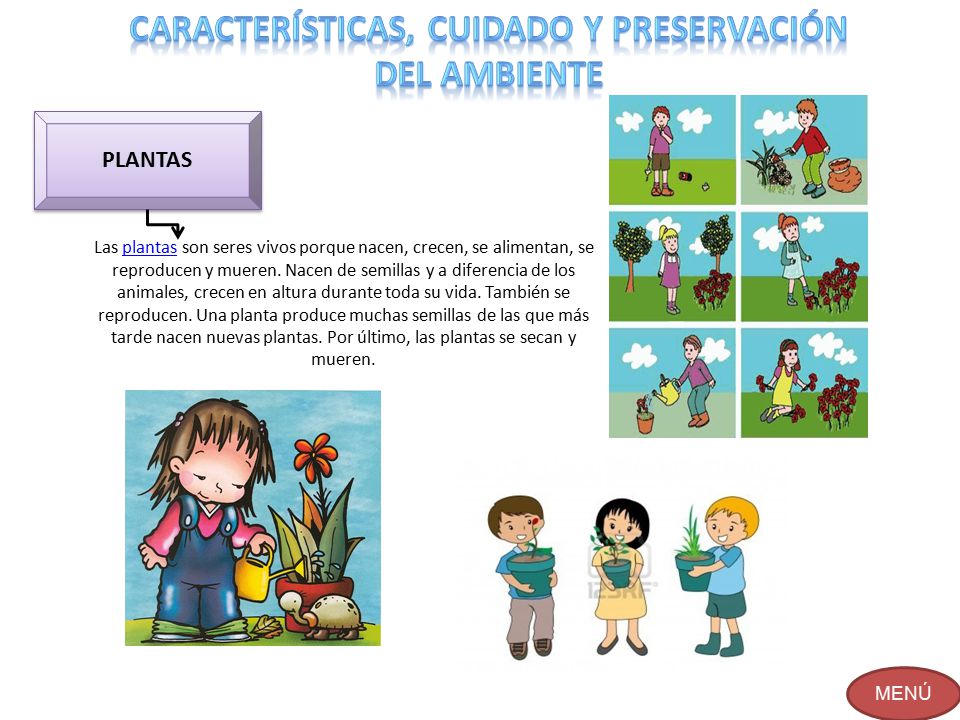 CARACTERÍSTICAS, CUIDADO Y PRESERVACIÓN DEL AMBIENTE