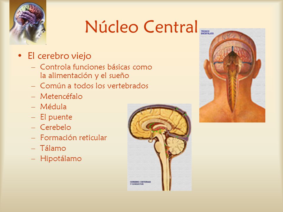 Núcleo Central El cerebro viejo
