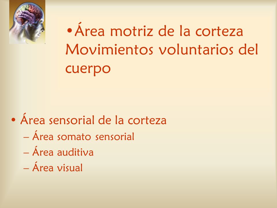 Área motriz de la corteza Movimientos voluntarios del cuerpo