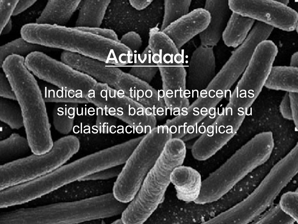 Actividad: Indica a que tipo pertenecen las siguientes bacterias según su clasificación morfológica.