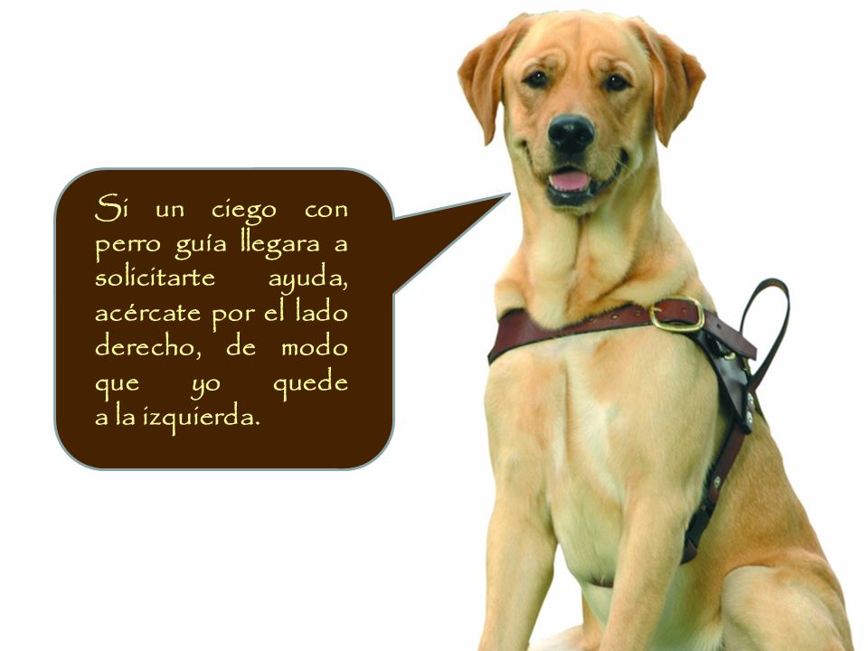 Si un ciego con perro guía llegara a solicitarte ayuda, acércate por el lado derecho, de modo que yo quede a la izquierda.
