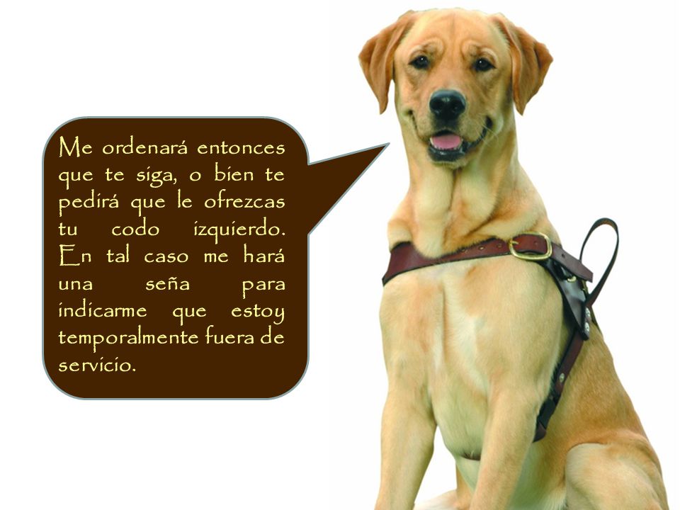 Me ordenará entonces que te siga, o bien te pedirá que le ofrezcas tu codo izquierdo.