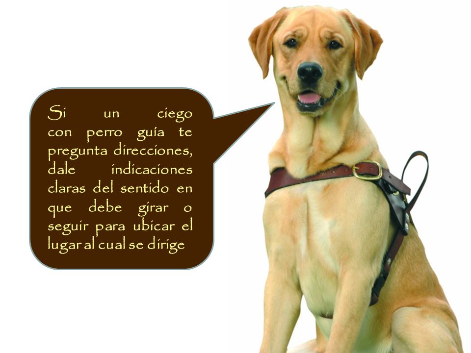 Si un ciego con perro guía te pregunta direcciones, dale indicaciones claras del sentido en que debe girar o seguir para ubicar el lugar al cual se dirige.