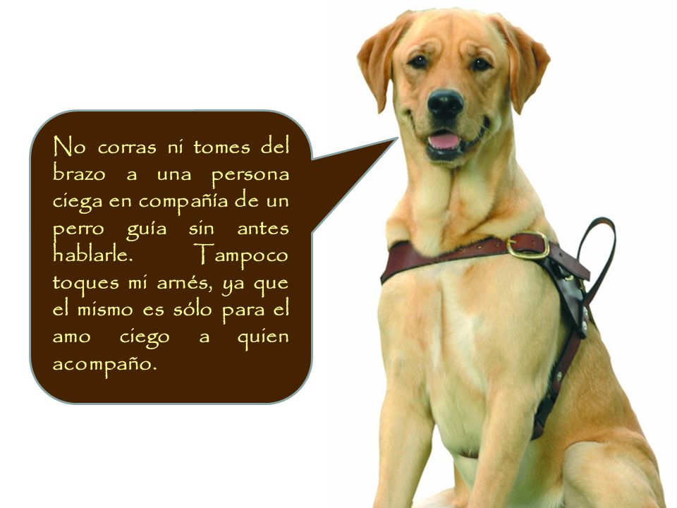 No corras ni tomes del brazo a una persona ciega en compañía de un perro guía sin antes hablarle.