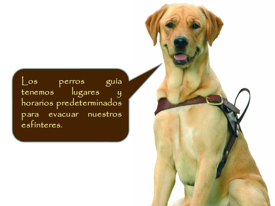 Los perros guía tenemos lugares y horarios predeterminados para evacuar nuestros esfínteres.