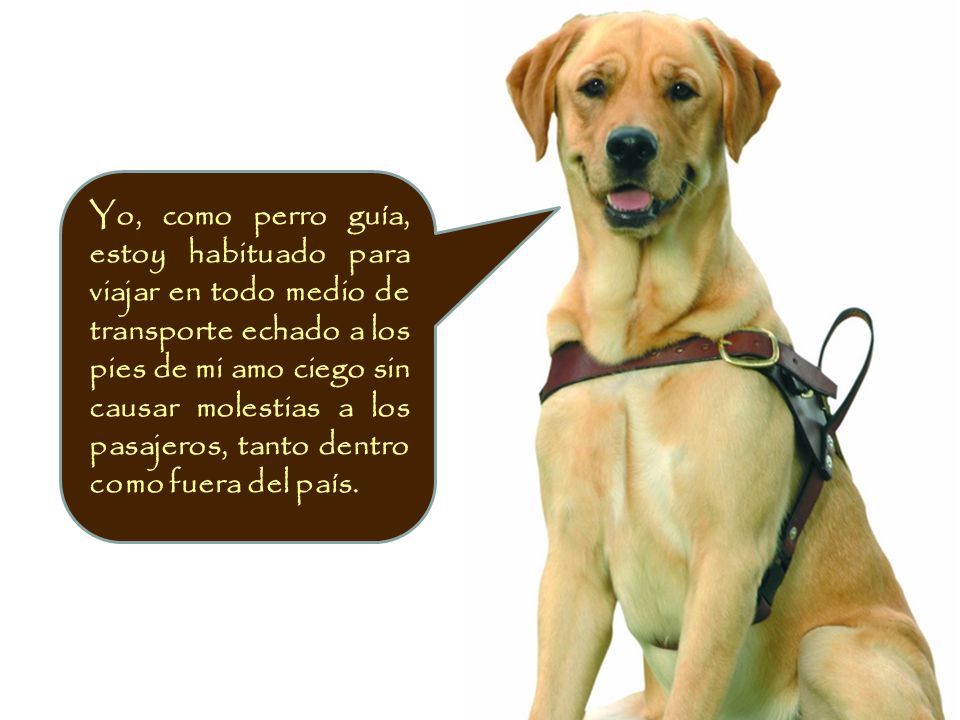 Yo, como perro guía, estoy habituado para viajar en todo medio de transporte echado a los pies de mi amo ciego sin causar molestias a los pasajeros, tanto dentro como fuera del país.