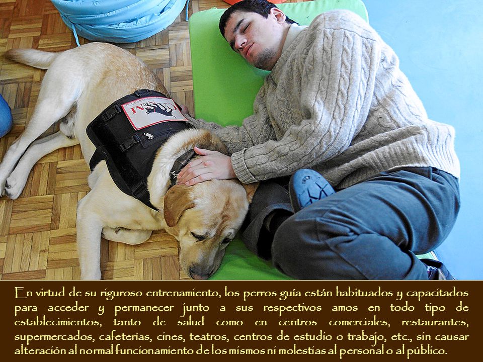 En virtud de su riguroso entrenamiento, los perros guía están habituados y capacitados para acceder y permanecer junto a sus respectivos amos en todo tipo de establecimientos, tanto de salud como en centros comerciales, restaurantes, supermercados, cafeterías, cines, teatros, centros de estudio o trabajo, etc., sin causar alteración al normal funcionamiento de los mismos ni molestias al personal o al público.