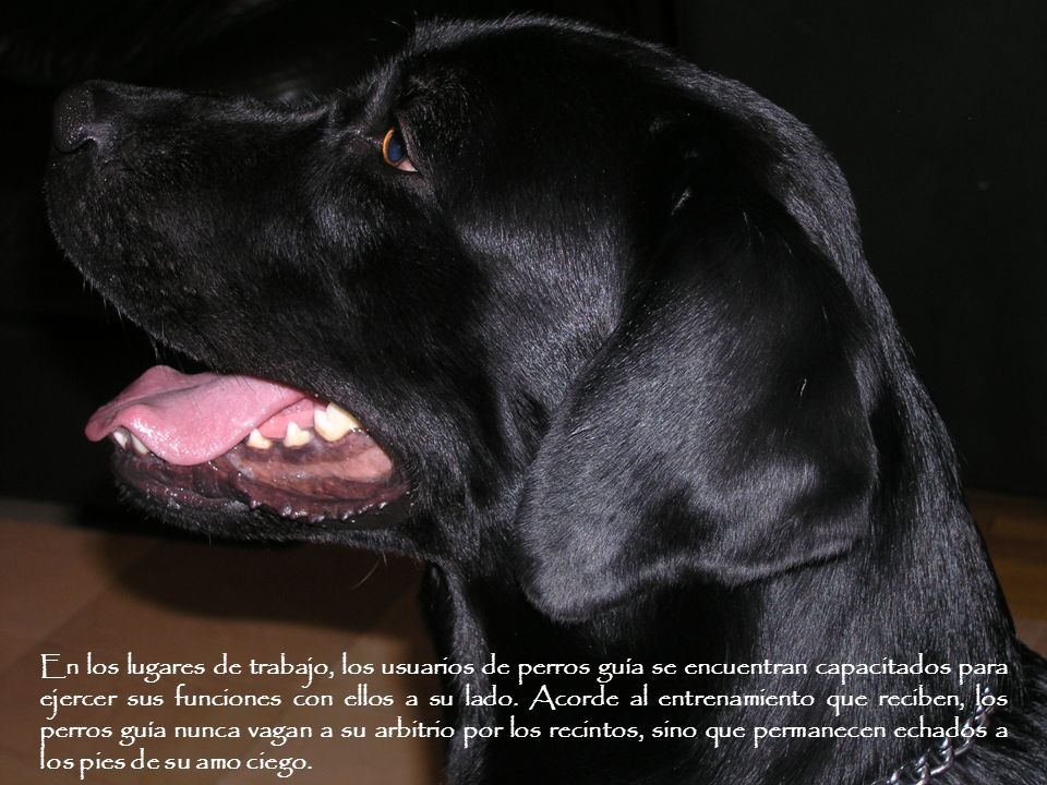 En los lugares de trabajo, los usuarios de perros guía se encuentran capacitados para ejercer sus funciones con ellos a su lado.