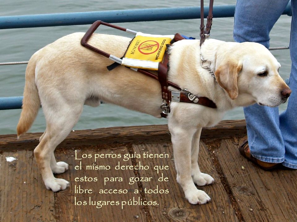 Los perros guía tienen el mismo derecho que estos para gozar de libre acceso a todos los lugares públicos.