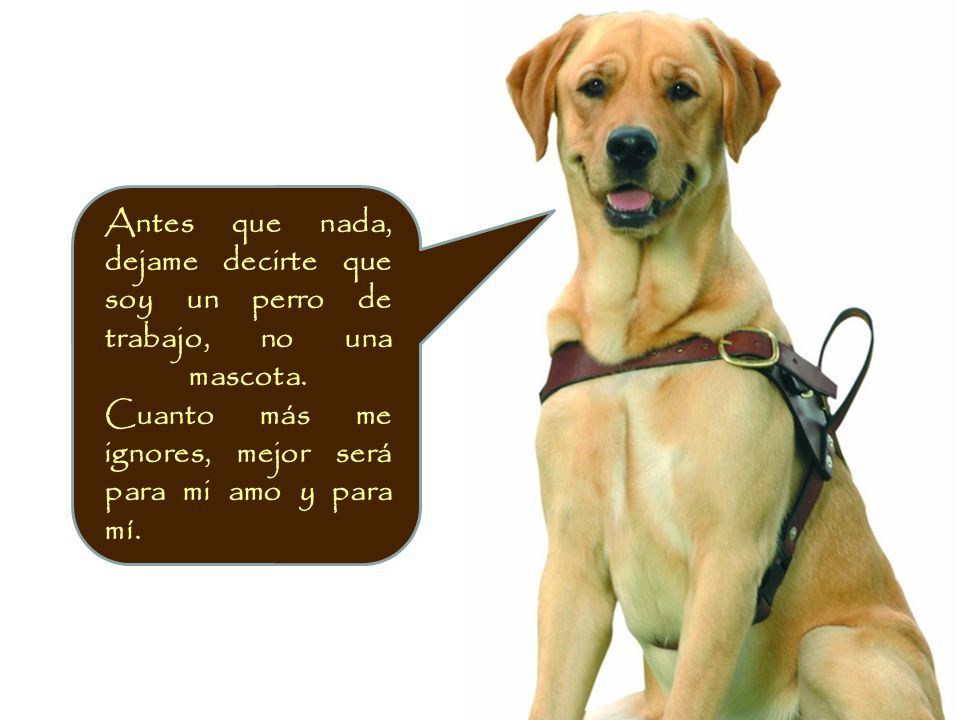 Antes que nada, dejame decirte que soy un perro de trabajo, no una mascota.
