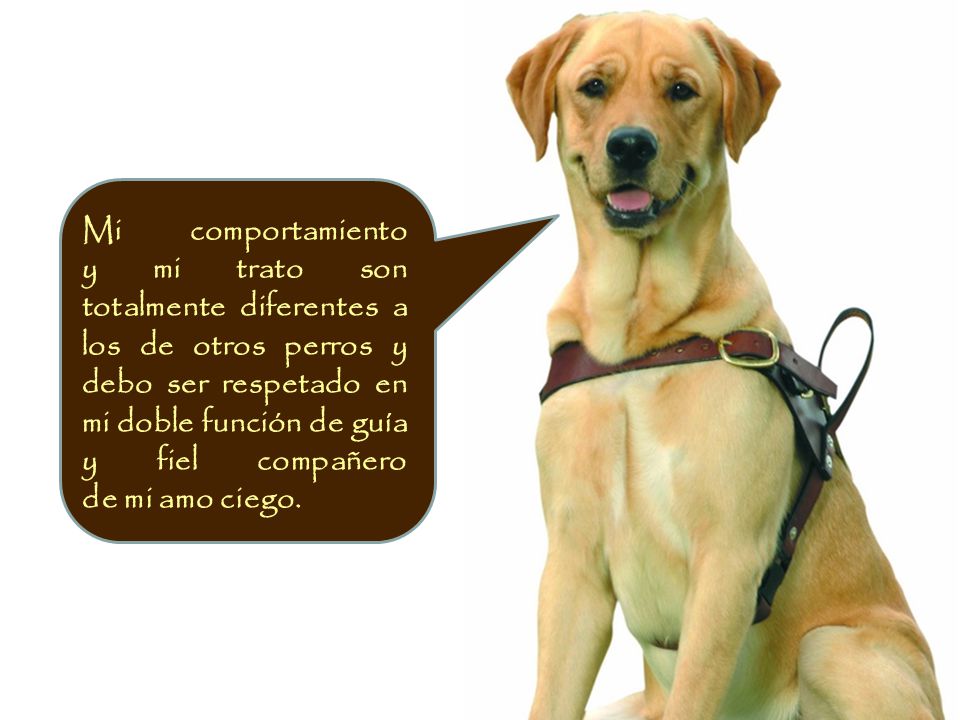 Mi comportamiento y mi trato son totalmente diferentes a los de otros perros y debo ser respetado en mi doble función de guía y fiel compañero de mi amo ciego.
