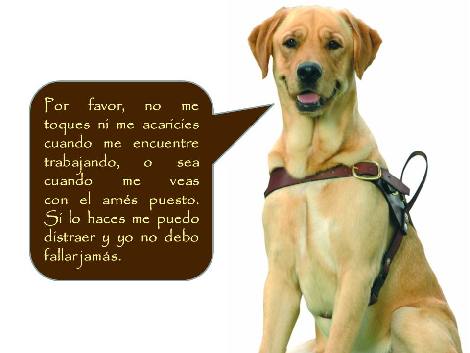Por favor, no me toques ni me acaricies cuando me encuentre trabajando, o sea cuando me veas con el arnés puesto.